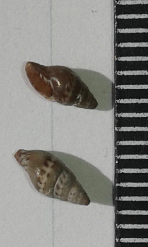 Costellariidae : Vexillum littorale?